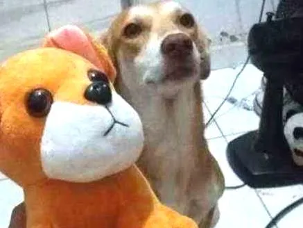 Cachorro ra a Vira lata  idade 3 anos nome Leona