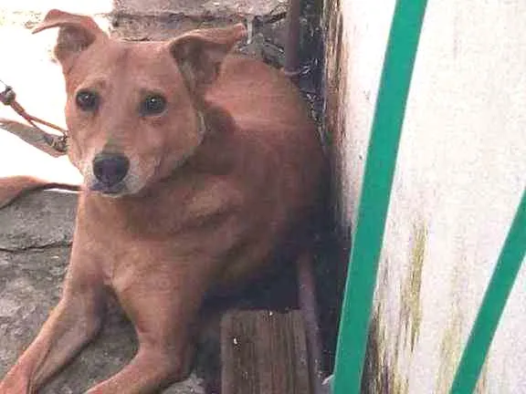 Cachorro ra a Viralata  idade 3 anos nome Gude gude