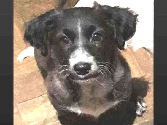 Cachorro raça SRD idade 2 a 6 meses nome Pretinha
