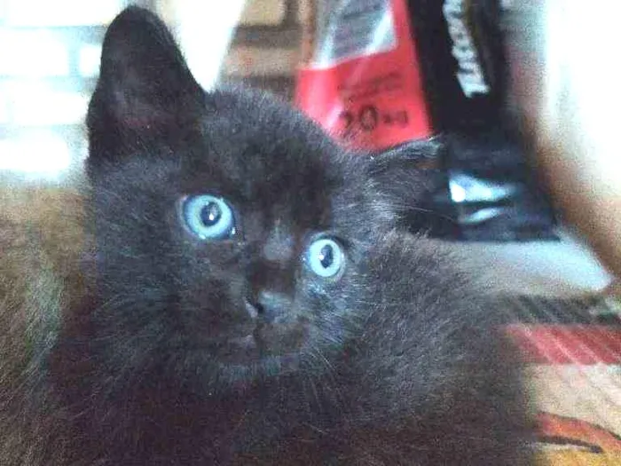 Gato ra a Não definida idade Abaixo de 2 meses nome Petrus