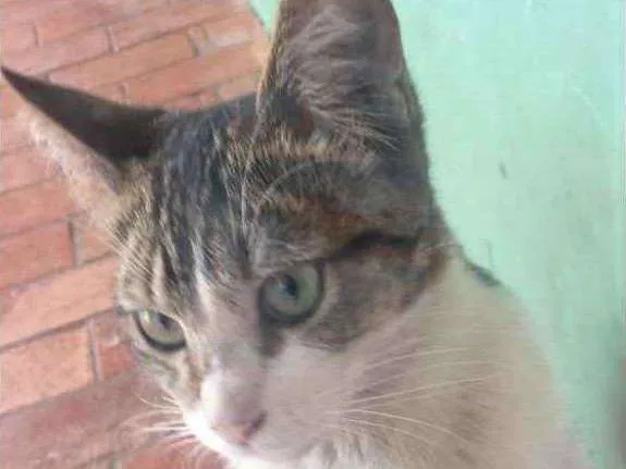 Gato ra a não sei  idade 2 a 6 meses nome não sei 