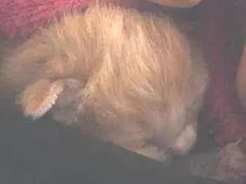 Gato ra a SRD idade Abaixo de 2 meses nome Sem nome 