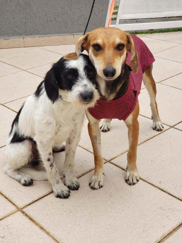 Cachorro raça SRD idade 3 anos nome Nina