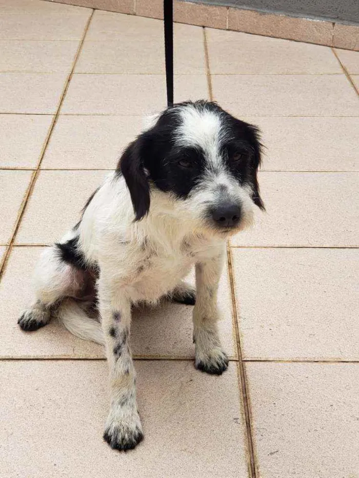 Cachorro raça SRD idade 3 anos nome Panda 
