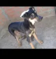 Panterinha
