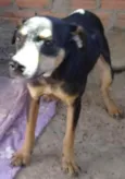 Panterinha