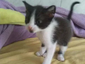 Gato raça Misturado idade 2 a 6 meses nome Jerry
