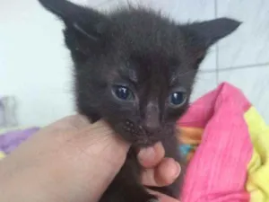 Gato raça Misturado idade 2 a 6 meses nome Jack