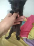 Pantera