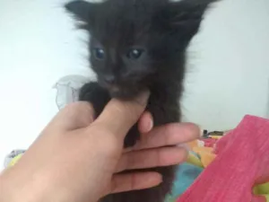 Gato raça Misturado idade 2 a 6 meses nome Pantera