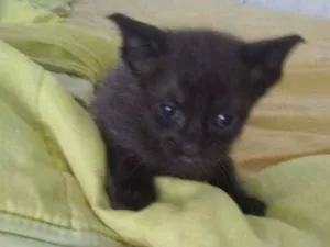 Gato raça Misturado idade 2 a 6 meses nome Duquesa