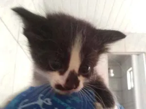 Gato raça Misturado idade 2 a 6 meses nome Pintado