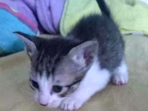 Gato raça Misturado idade 2 a 6 meses nome Saly