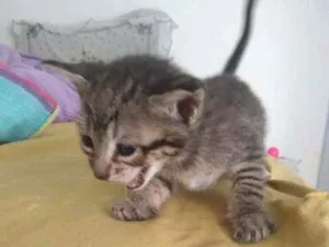 Gato raça Misturado idade 2 a 6 meses nome Tigressa