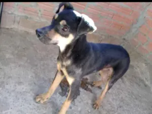 Cachorro raça SRD idade 7 a 11 meses nome Panterinha
