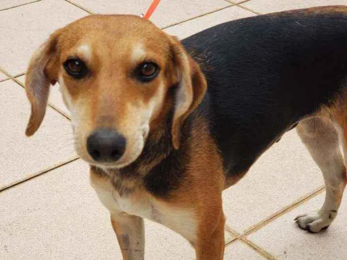 Cachorro raça SRD idade 3 anos nome Nina