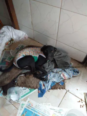 Cachorro raça Vira lata idade 4 anos nome Maju