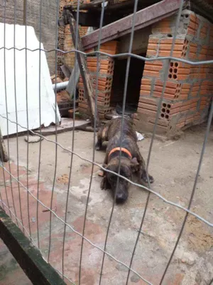 Cachorro raça Vira lata idade 2 a 6 meses nome Pipoca