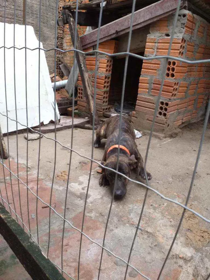 Cachorro ra a Vira lata idade 2 a 6 meses nome Pipoca