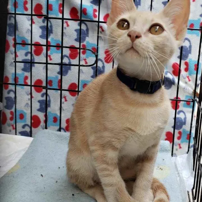 Gato ra a Srd idade 2 a 6 meses nome Milk