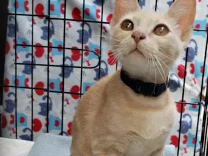 Gato raça Srd idade 2 a 6 meses nome Milk