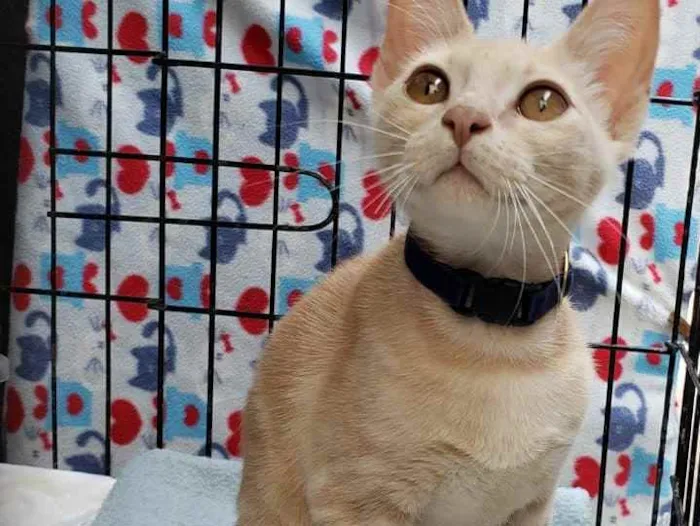 Gato ra a Srd idade 2 a 6 meses nome Milk