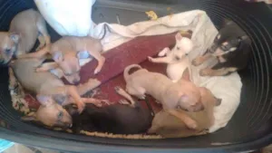 Cachorro raça Vira-lata idade  nome Nasceu esses tempo 