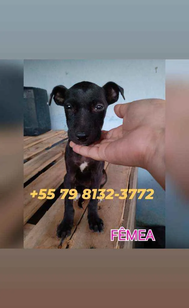 Cachorro raça Srd idade 2 a 6 meses nome Filhotes