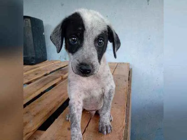 Cachorro raça Srd idade 2 a 6 meses nome Filhotes