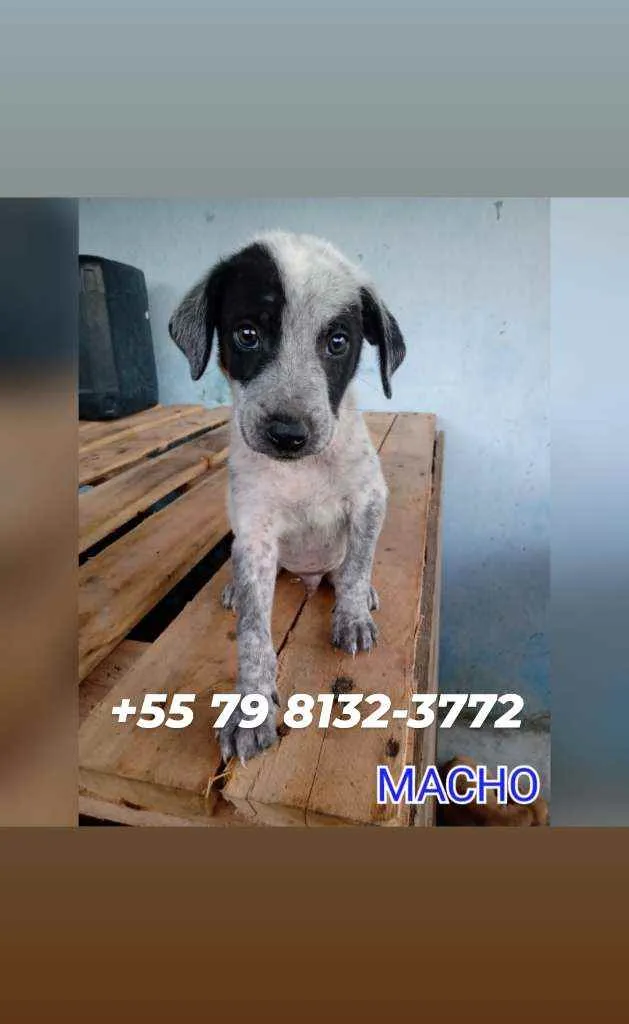 Cachorro raça Srd idade 2 a 6 meses nome Filhote
