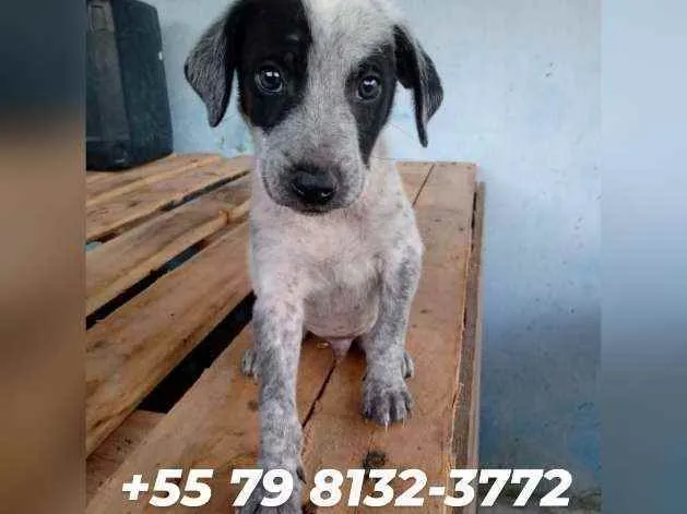 Cachorro raça Srd idade 2 a 6 meses nome Filhote