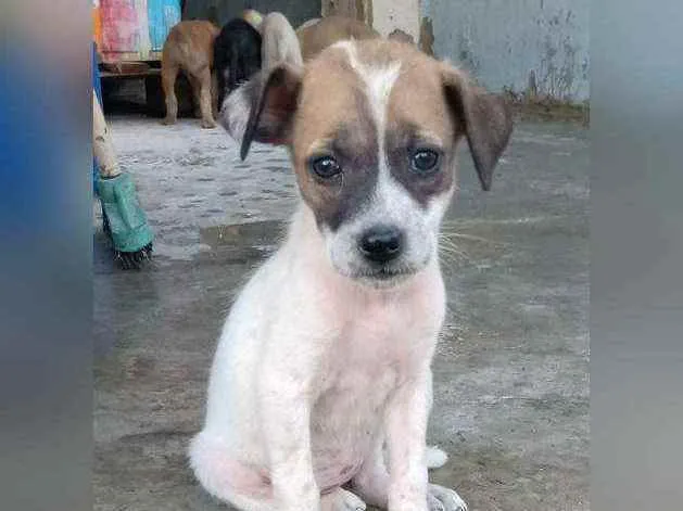 Cachorro raça Srd idade 2 a 6 meses nome Filhote