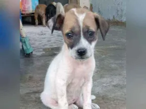 Cachorro raça Srd idade 2 a 6 meses nome Filhote