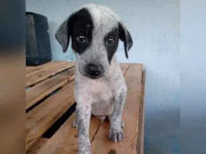 Cachorro raça Srd idade 2 a 6 meses nome Filhote