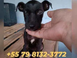 Cachorro raça Srd idade 2 a 6 meses nome Filhotes