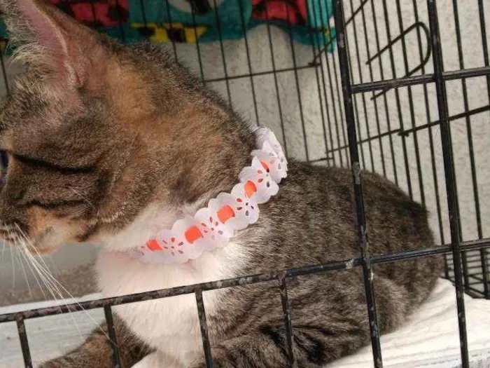 Gato raça Srd idade 2 anos nome Marisol