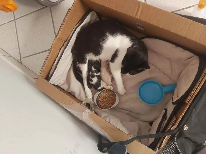 Gato ra a  idade Abaixo de 2 meses nome Ainda sem nome 