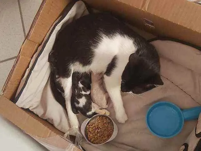 Gato ra a  idade Abaixo de 2 meses nome Ainda sem nome 