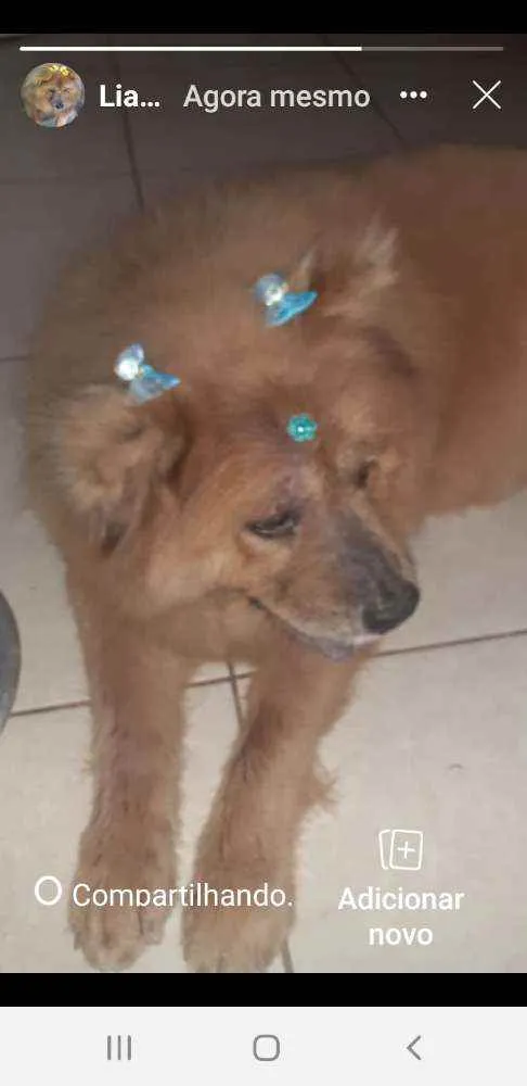 Cachorro ra a Chow chow idade 6 ou mais anos nome Bianca