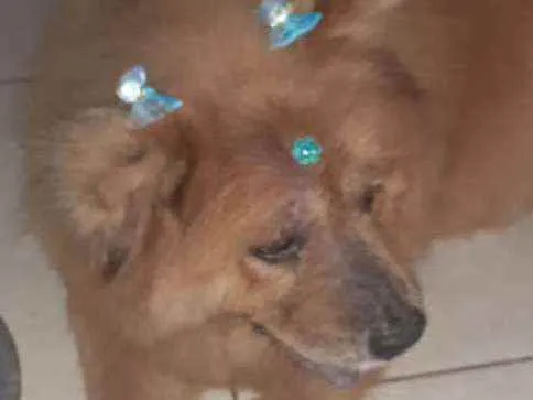 Cachorro ra a Chow chow idade 6 ou mais anos nome Bianca