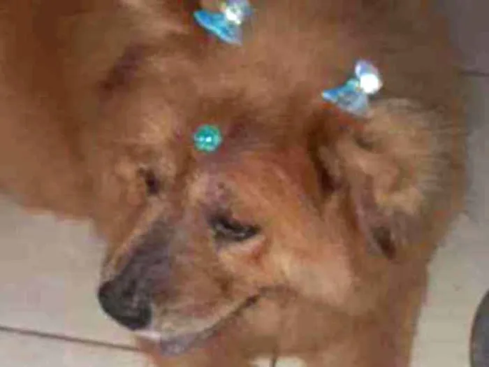 Cachorro ra a Chow chow idade 6 ou mais anos nome Bianca