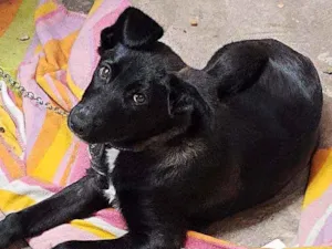 Cachorro raça RND idade 2 a 6 meses nome Peter