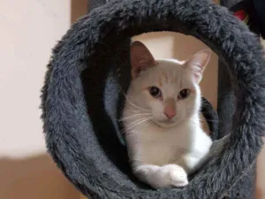 Gato raça SRD idade 1 ano nome Galileu