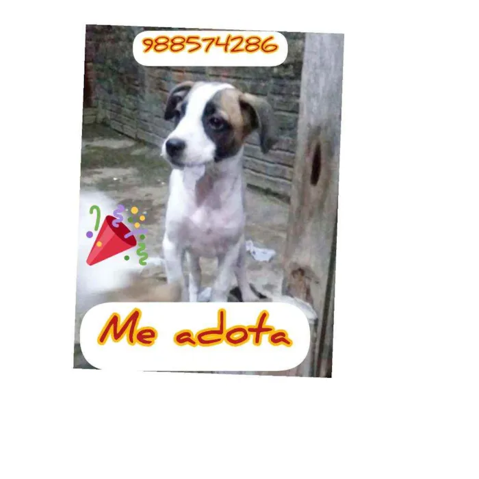 Cachorro ra a Srd idade 2 a 6 meses nome Princesa