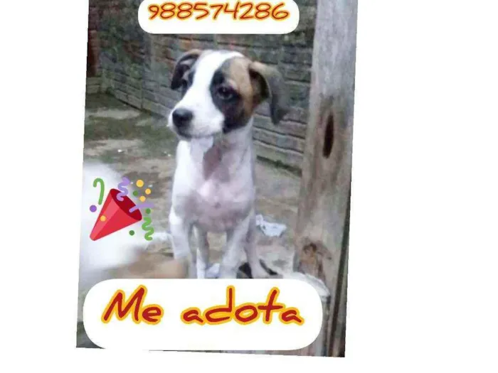 Cachorro ra a Srd idade 2 a 6 meses nome Princesa