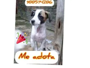 Cachorro raça Srd idade 2 a 6 meses nome Princesa