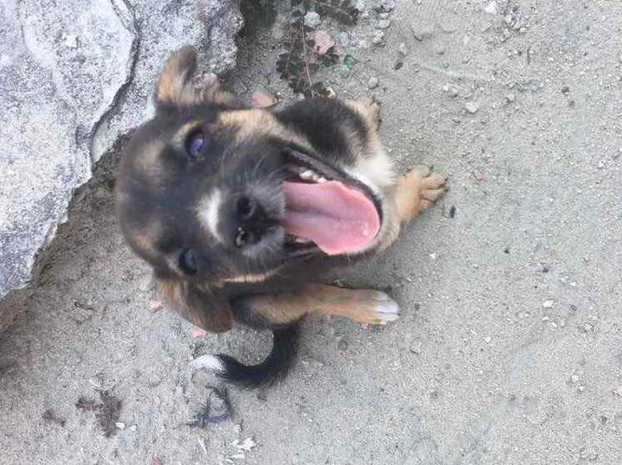 Cachorro raça  idade Abaixo de 2 meses nome Jennifer