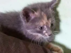 Gato raça SRD idade 2 a 6 meses nome Sem nome