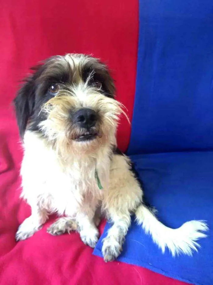Cachorro ra a  idade 2 anos nome Amora