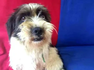 Cachorro raça  idade 2 anos nome Amora 